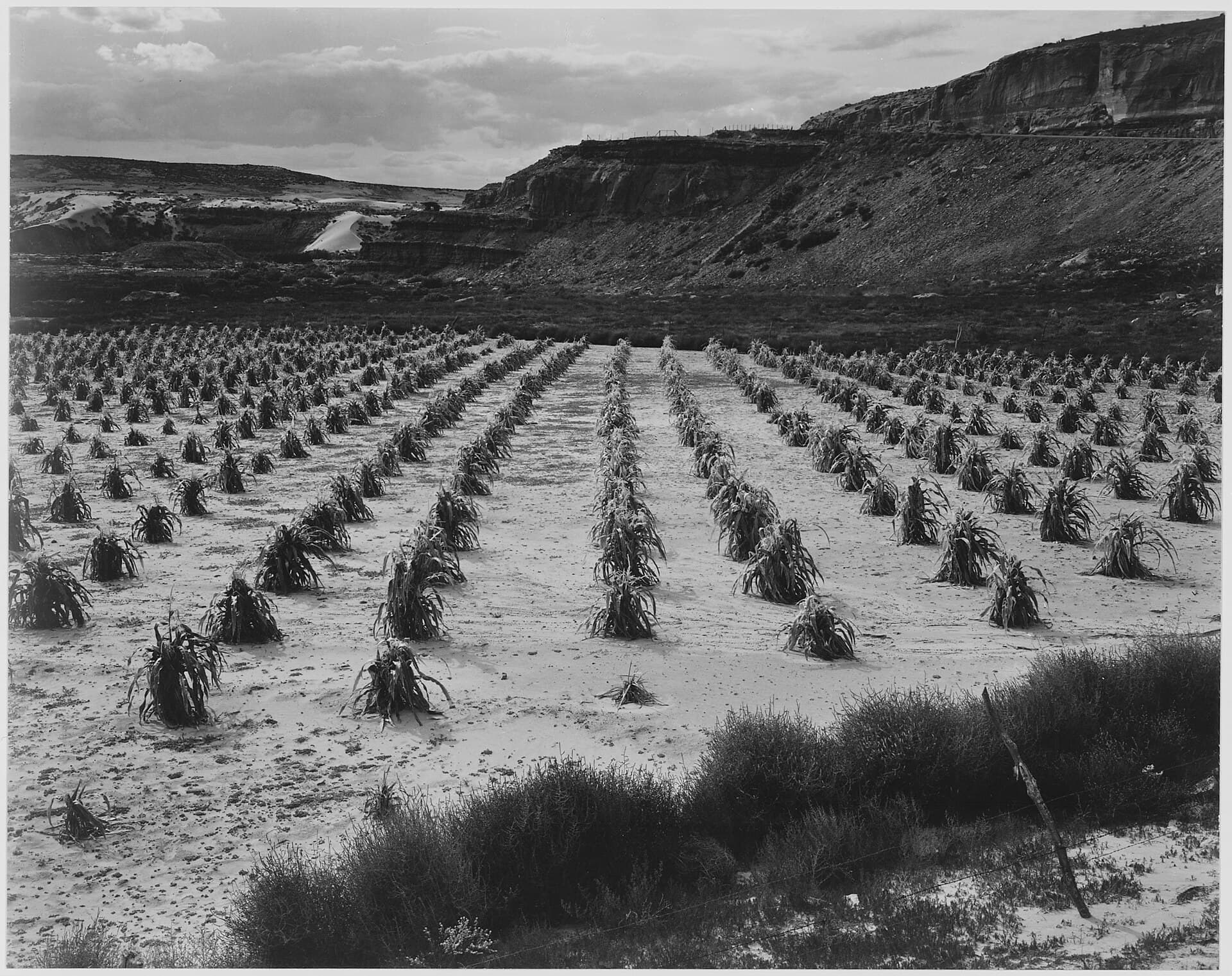 Rows of corn at an Indian farm near Tuba City, Arizona in 1941