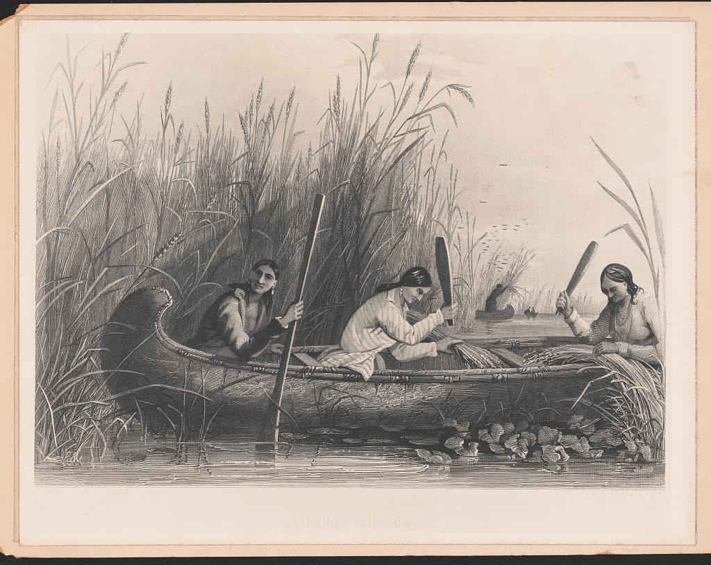 Native people harvesting wild rice in a canoe among tall rice plants
